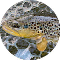 Profile photo of Aiden Jimdar