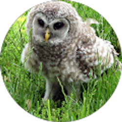 Profile photo of Dave Schaefer