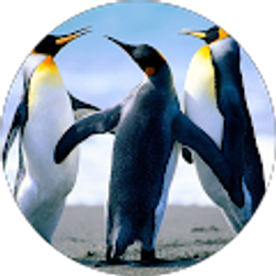 Profile photo of Willie Will