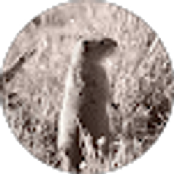Profile photo of Paul Krebs