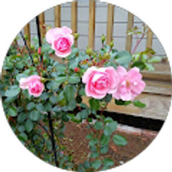 Profile photo of Lain Ram