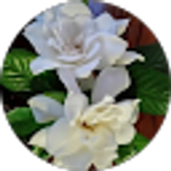 Profile photo of Debbie Pilgrim