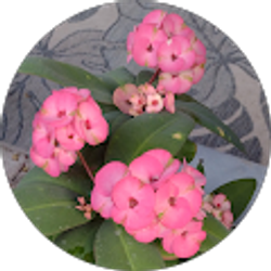 Profile photo of Elizabeth Gonzalez