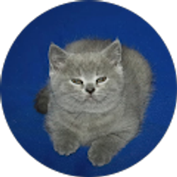 Profile photo of David Forke