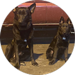 Profile photo of Otto & Odin GSD