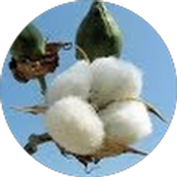 Profile photo of Randi Harris