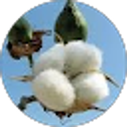 Profile photo of Randi Harris