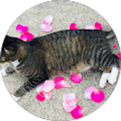 Profile photo of Kim Van de Wetering