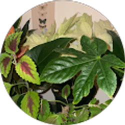 Profile photo of koral johnson