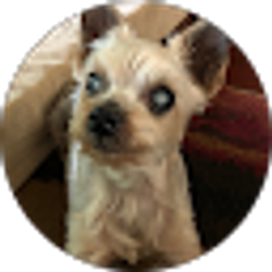 Profile photo of C O'Meara