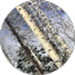 Profile photo of B