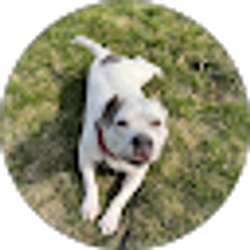 Profile photo of Ashley Striebeck