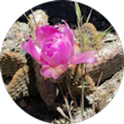 Profile photo of Robin Mitchell-Helt