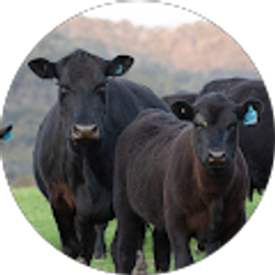 Profile photo of Alex Holman