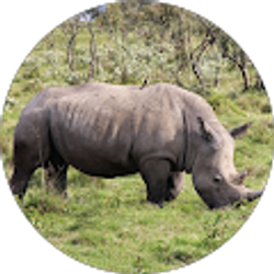 Profile photo of Cameron Krizek