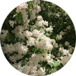 Profile photo of kalpana r
