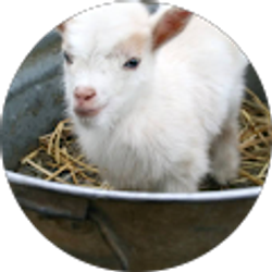 Profile photo of Kelly Rushing