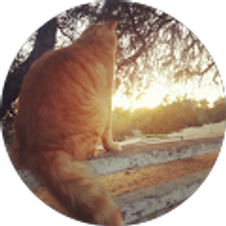 Profile photo of Allison Fox