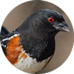 Profile photo of T COLLINS