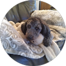 Profile photo of Richard Ferrone