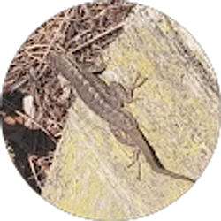 Profile photo of Davey Baldwin