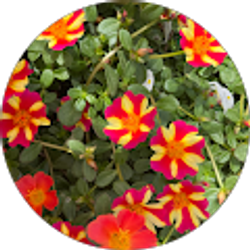 Profile photo of Cheryl Kerbo