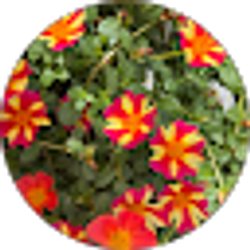 Profile photo of Cheryl Kerbo