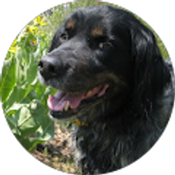 Profile photo of Joe Pistorio