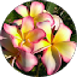 Profile photo of cecilia fraijo