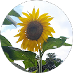 Profile photo of Suzie Kyle