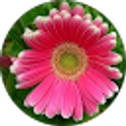 Profile photo of Lisa Northrup