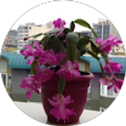 Profile photo of Hua Cao