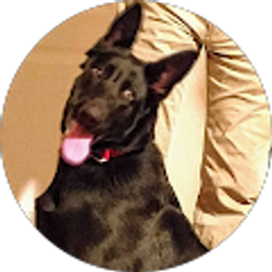 Profile photo of scb kai