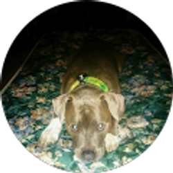 Profile photo of Romario Quinonez