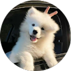 Profile photo of Michael Chen