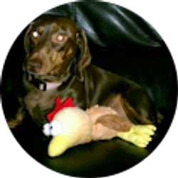 Profile photo of amadeu capela