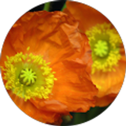 Profile photo of Laura Hegyi