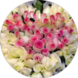 Profile photo of noreen anjum