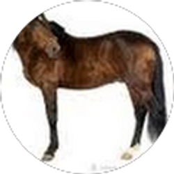 Profile photo of shellie shaker