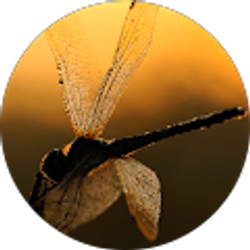 Profile photo of Diane Warner