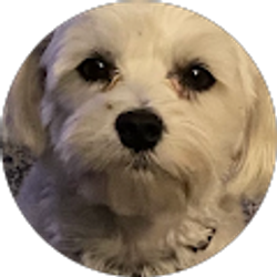 Profile photo of Tad Deer