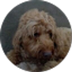 Profile photo of Ray