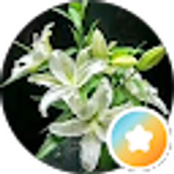 Profile photo of Jennifer J