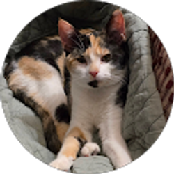 Profile photo of Judy Roberts