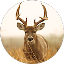 Profile photo of Ryland Haugh