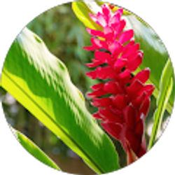 Profile photo of Gingy Takeshita