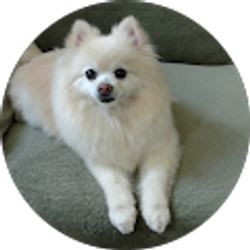 Profile photo of 1979 XEGT Dodge Magnum