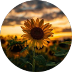 Profile photo of Mayra Goolsby