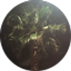 Profile photo of M R