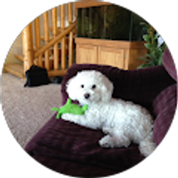 Profile photo of Traci Wills